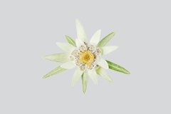 雪绒花
