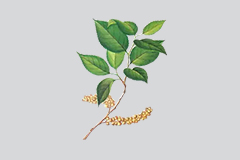 小通草