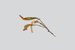 小石韦