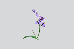 小兰花