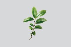 茶树