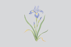 马蔺花