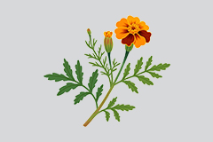 孔雀草