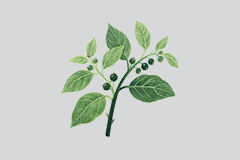 龙葵草
