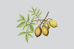 CIO在线专家预知子