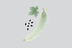 丝瓜籽