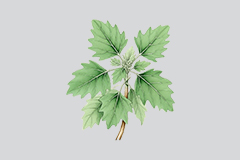 灰灰菜