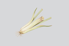 香茅