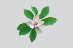 厚朴花